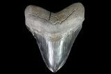 Fossil Megalodon Tooth - Georgia #84142-1